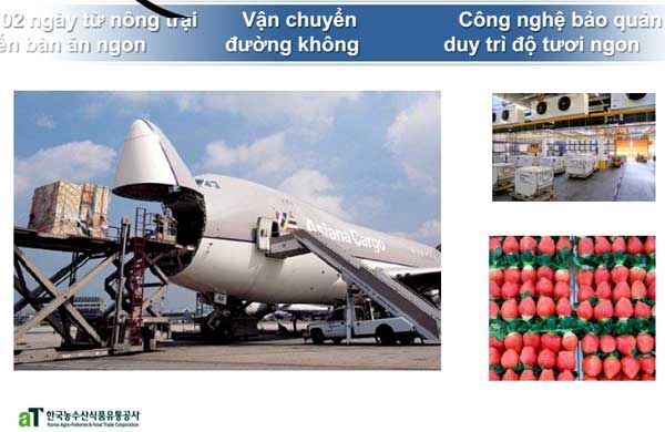 hàn quốc, nông nghiệp công nghệ cao, ứng dụng CNTT vào nông nghiệp, nông sản, Hợp tác Việt Nam - Hàn Quốc, Dâu Tây Hàn Quốc, Miu Lê,