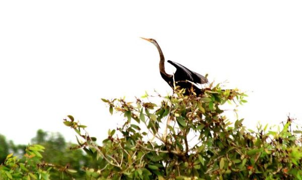 Toàn cảnh khu Ramsar thứ 2228 trên thế giới tại Việt Nam