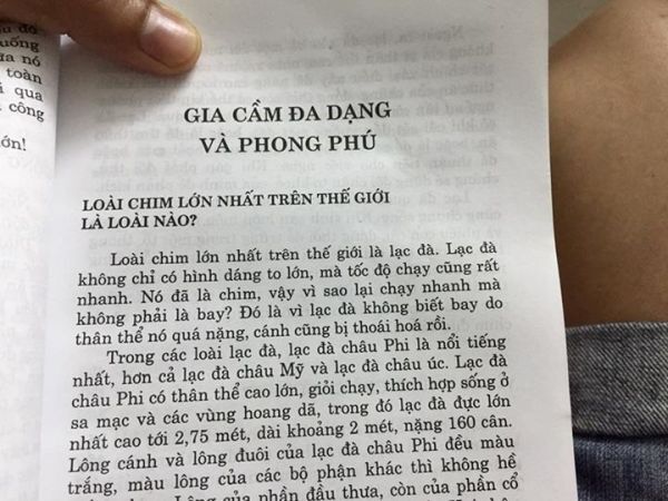 Loài chim lớn nhất thế giới là... lạc đà?