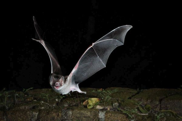batbot, drone, batdrone, nền tảng sinh học, robot dơi