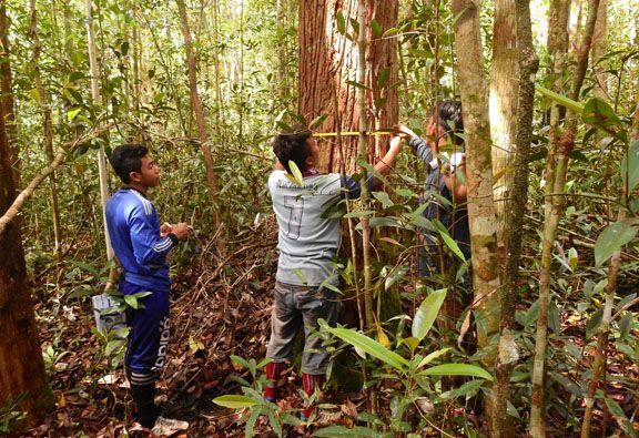 WWF-Indonesia chọn AWS làm nhà cung cấp dịch vụ đám mây để đẩy nhanh nỗ lực cứu loài đười ươi Orangutan đang gặp nguy cơ tuyệt chủng cao