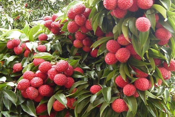 Công nghệ mở lối cho tiêu thụ nông sản