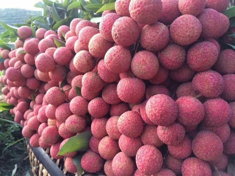 Vỏ sò cùng Bắc Giang vượt 