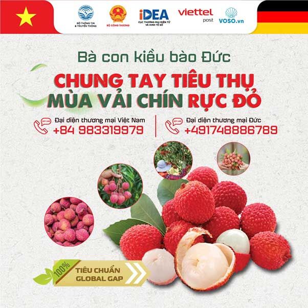 5 tấn vải thiều Bắc Giang đầu tiên sang Đức giữ độ tươi nhờ quy trình kho vận chuẩn 