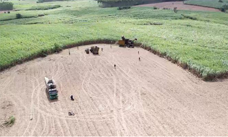 Đường Quảng Ngãi ứng dụng công nghệ giúp cây mía thêm "ngọt"