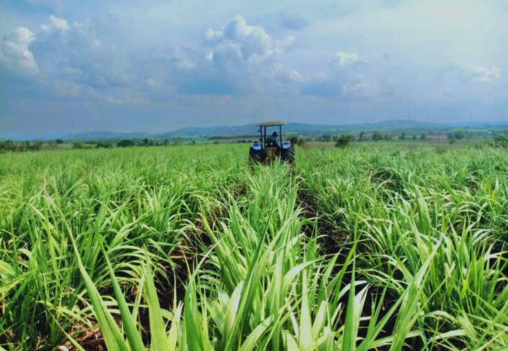 Đồng mía Đông Gia Lai bạt ngàn 