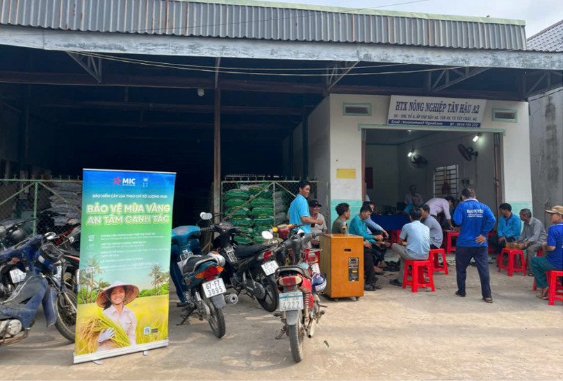 Bảo hiểm cây lúa theo chỉ số lượng mưa