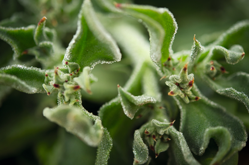 cây Giọt Băng (Ice Plant)