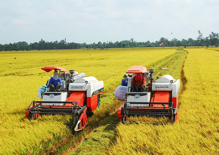 giá gạo châu Á