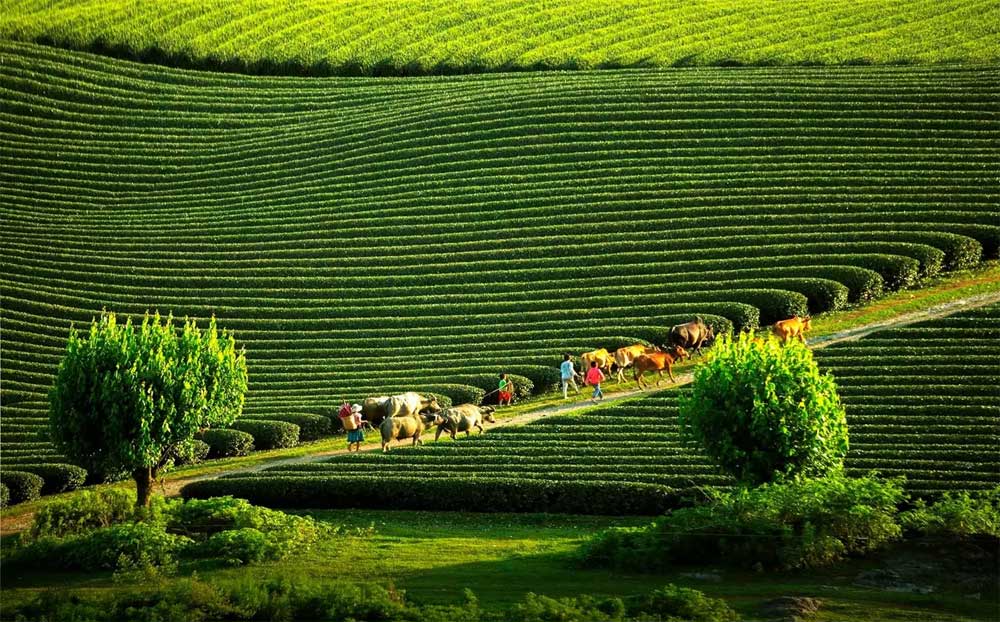 Nghỉ dưỡng chữa lành: Đi và chơi để tái tạo năng lượng, chăm sóc sức khỏe