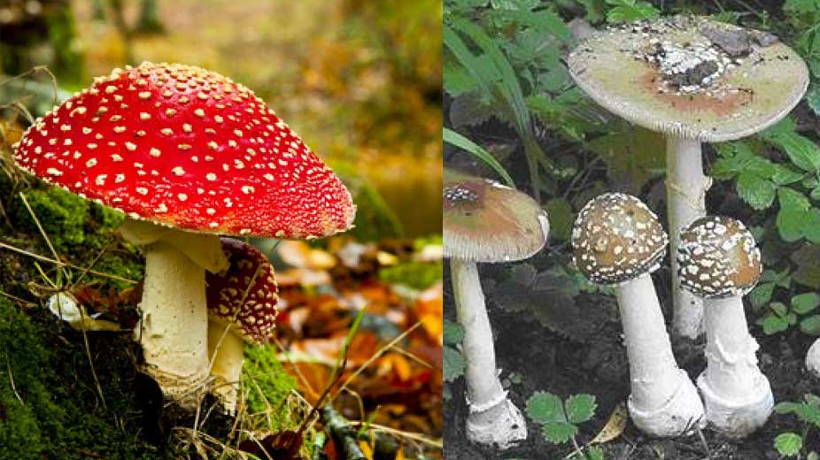 Bệnh viện cảnh báo nguy cơ suy gan, thận do ngộ độc nấm tự nhiên