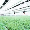 Hướng tới thị trường châu Âu nhờ các giải pháp "Nông nghiệp 4.0"