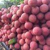 Vỏ sò cùng Bắc Giang vượt "bão dịch", đưa vải đặc sản đến tay người dùng   