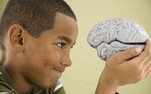 Havard nghiên cứu não người để chế tạo “bộ óc” hoàn hảo