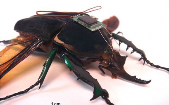 Vén màn bí mật về điệp viên côn trùng của Mỹ