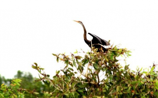 Toàn cảnh khu Ramsar thứ 2228 trên thế giới tại Việt Nam