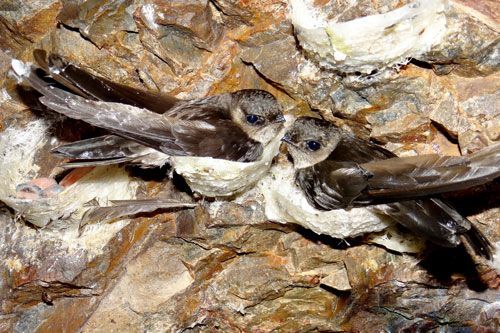 Yến sào Khánh Hòa: 25 năm một chặng đường phát triển