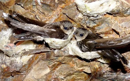 Yến sào Khánh Hòa: 25 năm một chặng đường phát triển