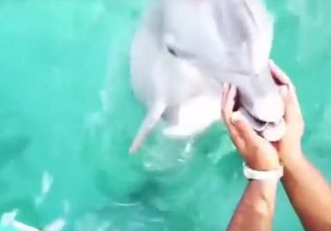 Xôn xao chuyện cá heo tìm lại iphone bị rơi xuống biển