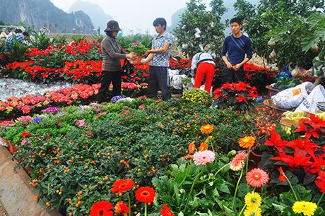 Đường hoa, chợ hoa ở các thành phố lớn sẽ được cung cấp wifi miễn phí