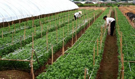 Cần có mô hình "cấp cứu" ngành lương thực, thực phẩm