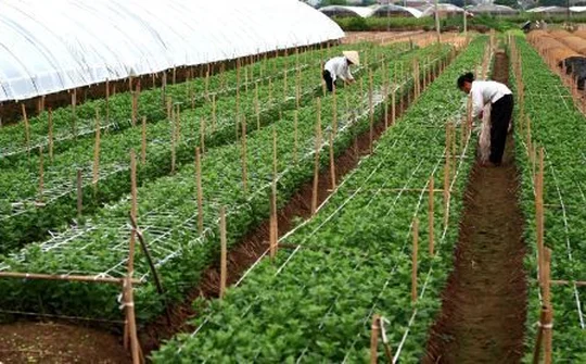 Cần có mô hình "cấp cứu" ngành lương thực, thực phẩm