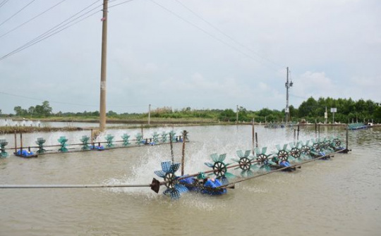 Sóc Trăng thí điểm mô hình nuôi tôm tiết kiệm tới 38,7% điện năng
