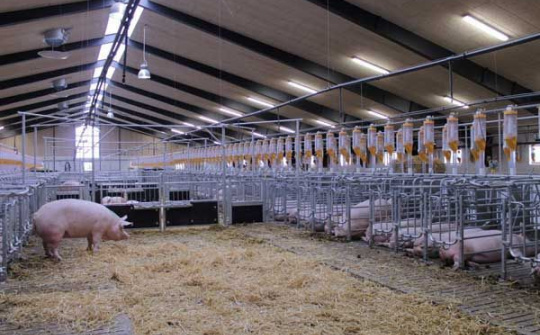 Sắp có những trang trại thông minh theo tiêu chuẩn Đan Mạch tại Việt Nam