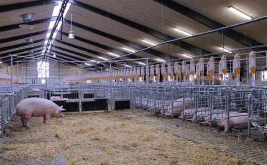 Sắp có những trang trại thông minh theo tiêu chuẩn Đan Mạch tại Việt Nam