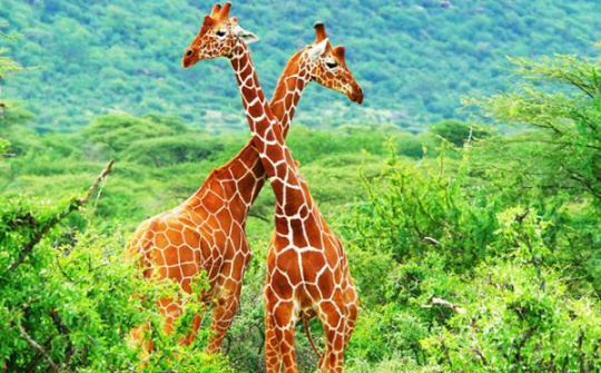 Google AI có thể giúp ích cho việc bảo tồn động vật hoang dã