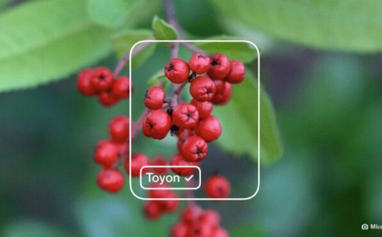 Microsoft kỳ vọng sẽ mở rộng thêm khả năng phân loại dữ liệu cho Lobe