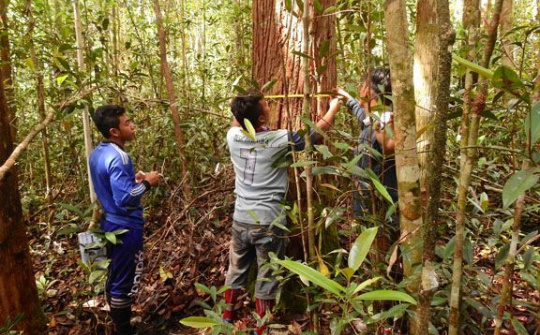 WWF-Indonesia chọn AWS làm nhà cung cấp dịch vụ đám mây để đẩy nhanh nỗ lực cứu loài đười ươi Orangutan đang gặp nguy cơ tuyệt chủng cao