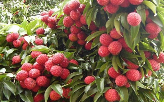 Công nghệ mở lối cho tiêu thụ nông sản