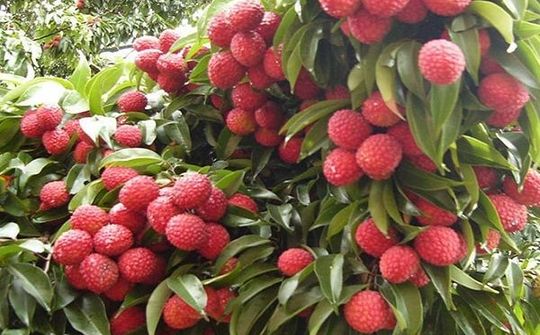Công nghệ mở lối cho tiêu thụ nông sản