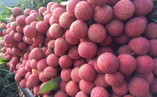 Vỏ sò cùng Bắc Giang vượt "bão dịch", đưa vải đặc sản đến tay người dùng