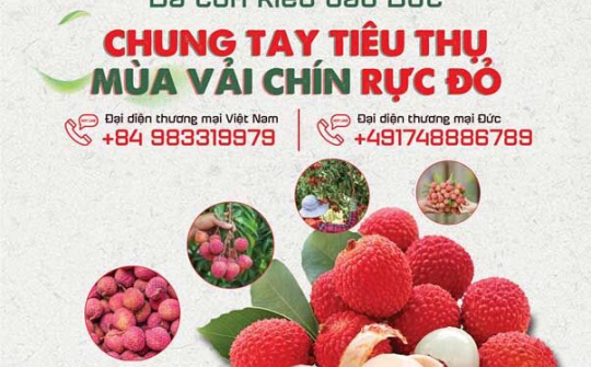 5 tấn vải thiều Bắc Giang đầu tiên sang Đức giữ độ tươi nhờ quy trình kho vận chuẩn 