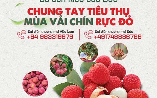 5 tấn vải thiều Bắc Giang đầu tiên sang Đức giữ độ tươi nhờ quy trình kho vận chuẩn 