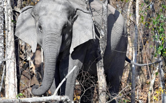WWF khởi động sáng kiến mới về voi châu Á trong khu vực