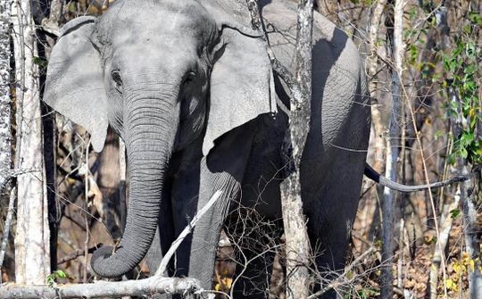 WWF khởi động sáng kiến mới về voi châu Á trong khu vực