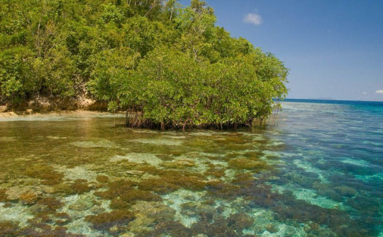 Amazon cùng tổ chức Bảo tồn quốc tế thành lập Viện Carbon xanh quốc tế