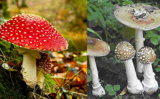 Bệnh viện cảnh báo nguy cơ suy gan, thận do ngộ độc nấm tự nhiên
