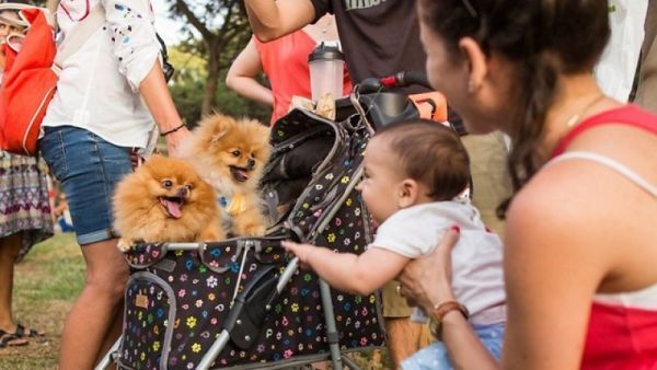 tel aviv, digi-dog, dịch vụ tiện tích, thú cưng, dịch vụ chăm sóc chó, 