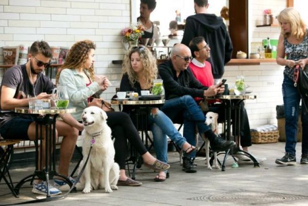 tel aviv, digi-dog, dịch vụ tiện tích, thú cưng, dịch vụ chăm sóc chó, 