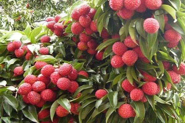 Công nghệ mở lối cho tiêu thụ nông sản